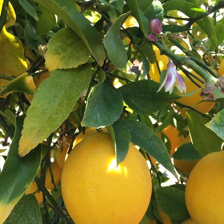 Lemon Tree Hotel Donji Seget Eksteriør billede