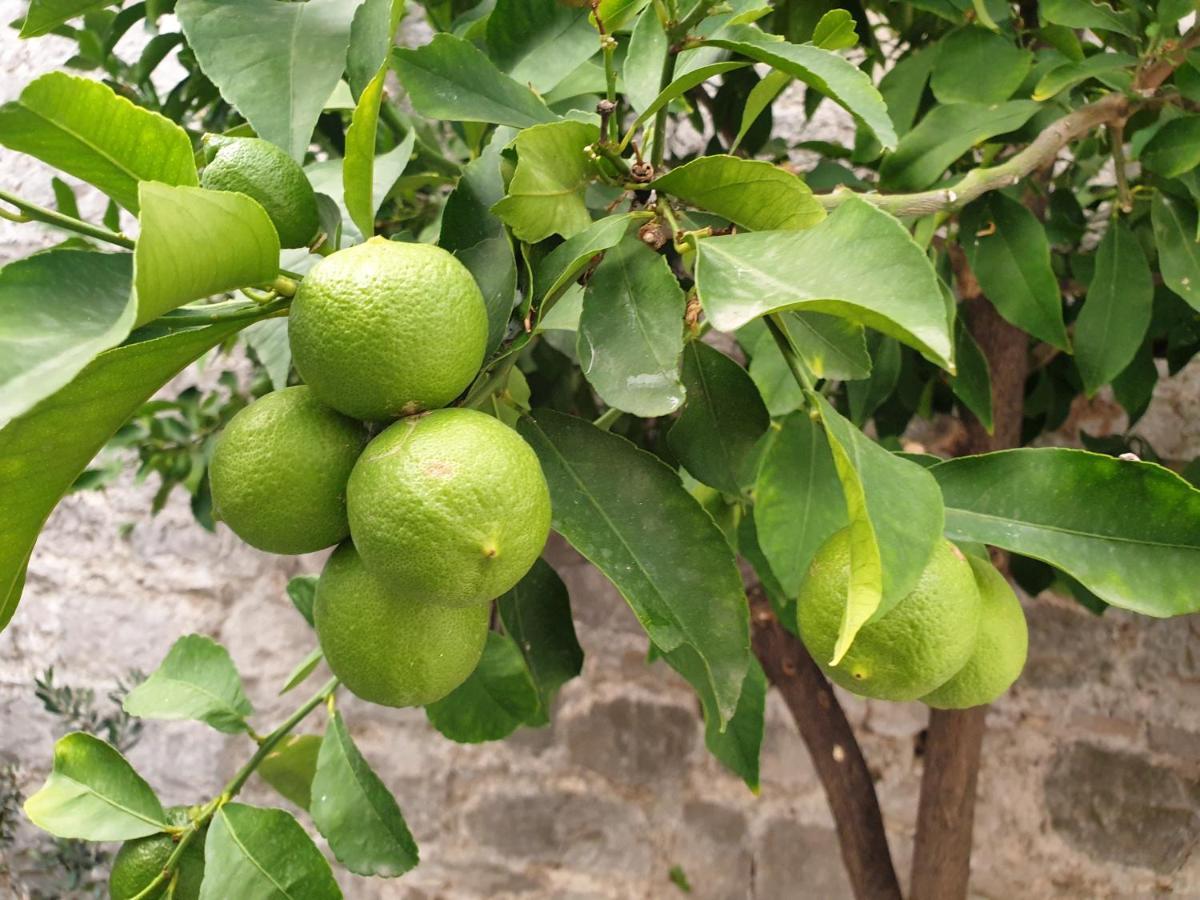 Lemon Tree Hotel Donji Seget Eksteriør billede