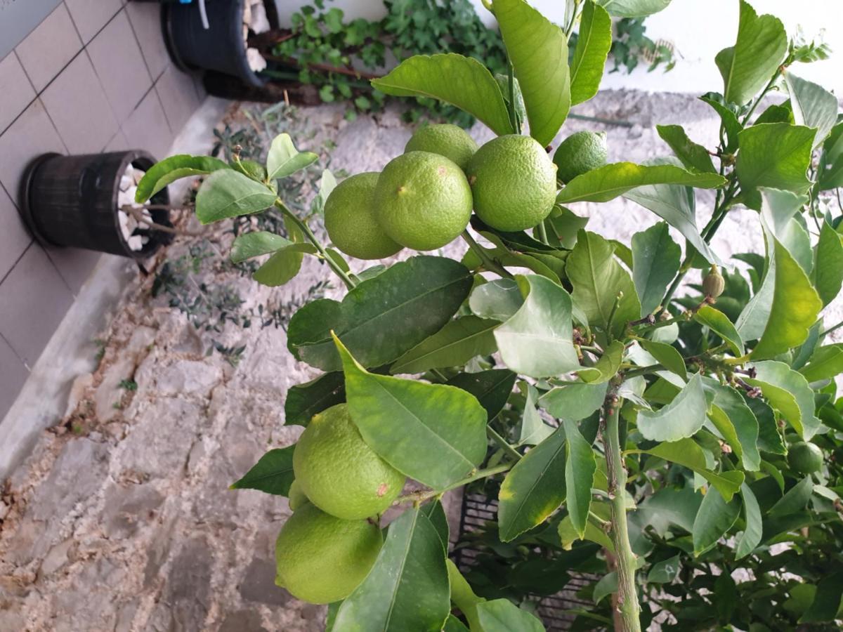 Lemon Tree Hotel Donji Seget Eksteriør billede
