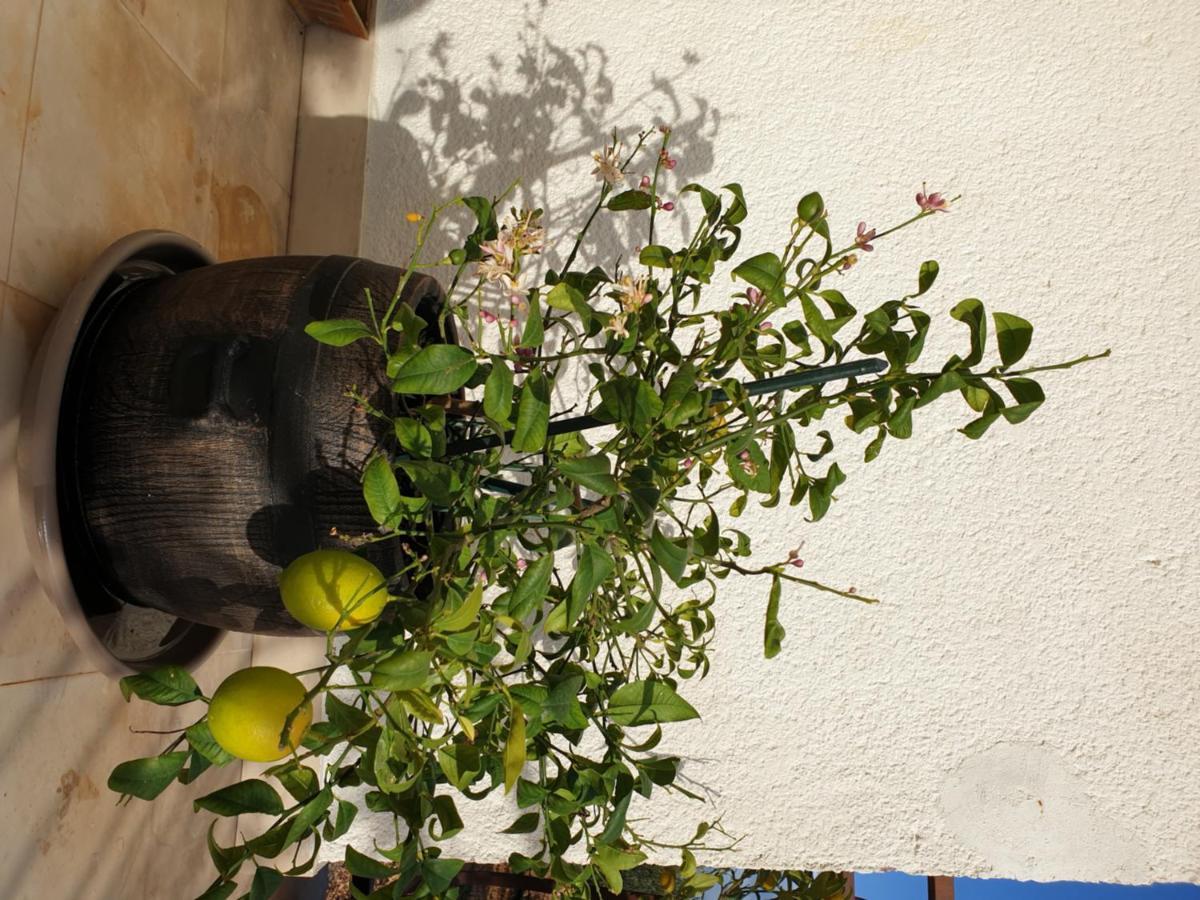 Lemon Tree Hotel Donji Seget Eksteriør billede