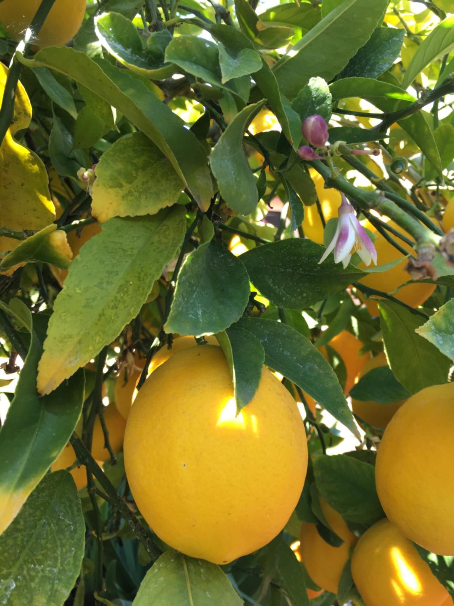 Lemon Tree Hotel Donji Seget Eksteriør billede